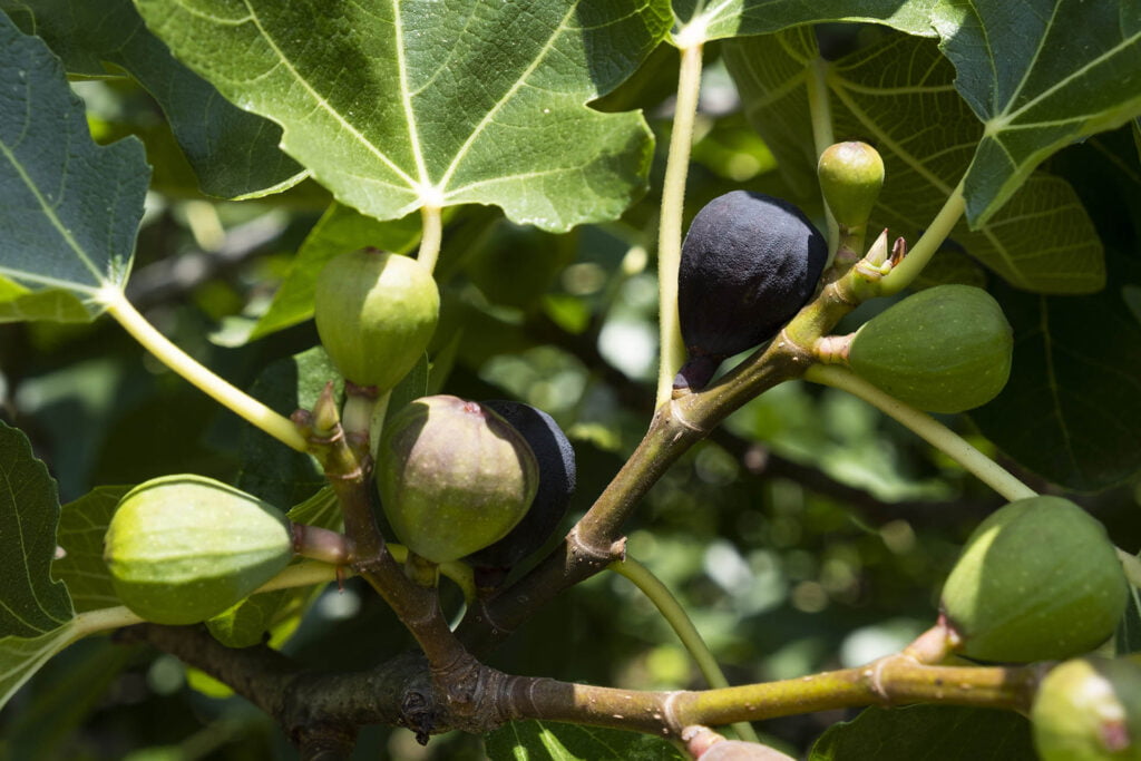 Paysagiste,Agriculteur,Ingénieur,Architecte,Jardins,Paysage,Savoir-Faire