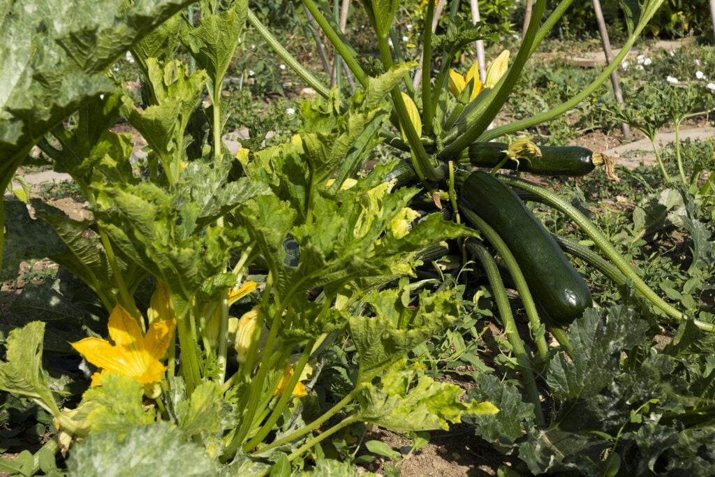 Paysagiste,Agriculteur,Ingénieur,Architecte,Jardins,Paysage,Savoir-Faire