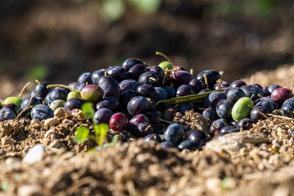 Paysagiste,Agriculteur,Ingénieur,Architecte,Jardins,Paysage,Savoir-Faire