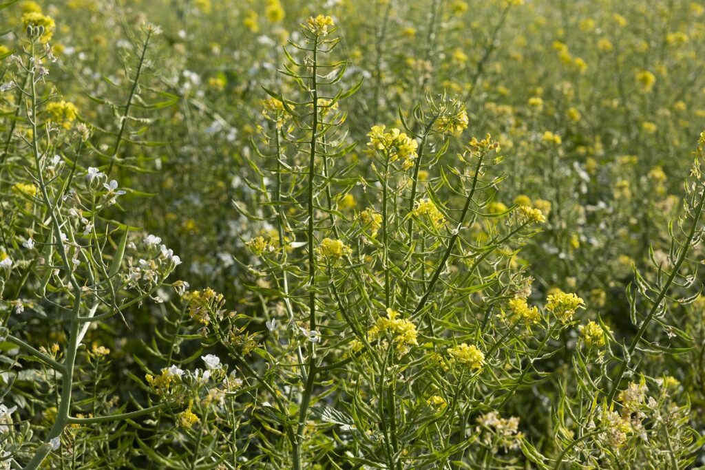 Paysagiste,Agriculteur,Ingénieur,Architecte,Jardins,Paysage,Savoir-Faire