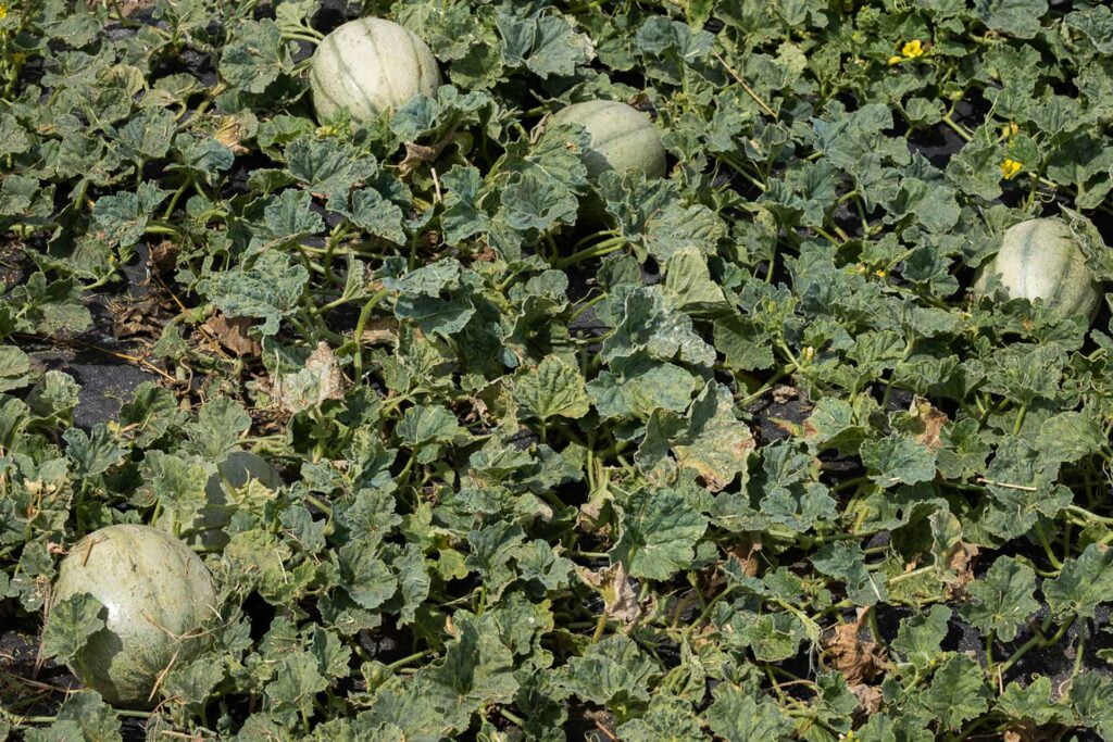 Paysagiste,Agriculteur,Ingénieur,Architecte,Jardins,Paysage,Savoir-Faire